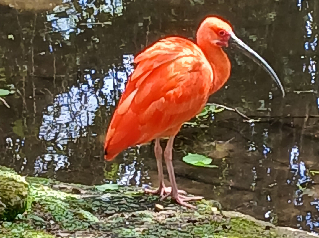 Tropical Birdland-Desford必去景点