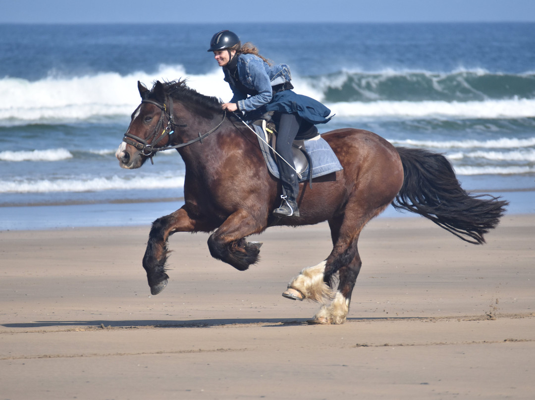 Island View Riding Stables-Grange必去景点