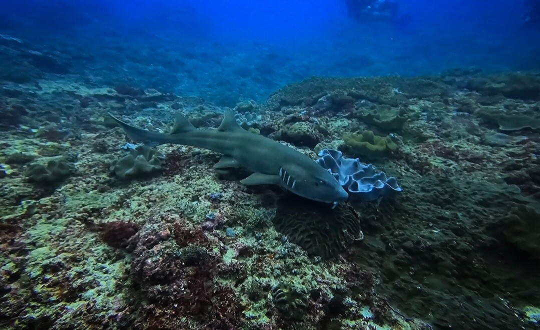Dive Concepts Lembongan-蓝梦岛必去景点
