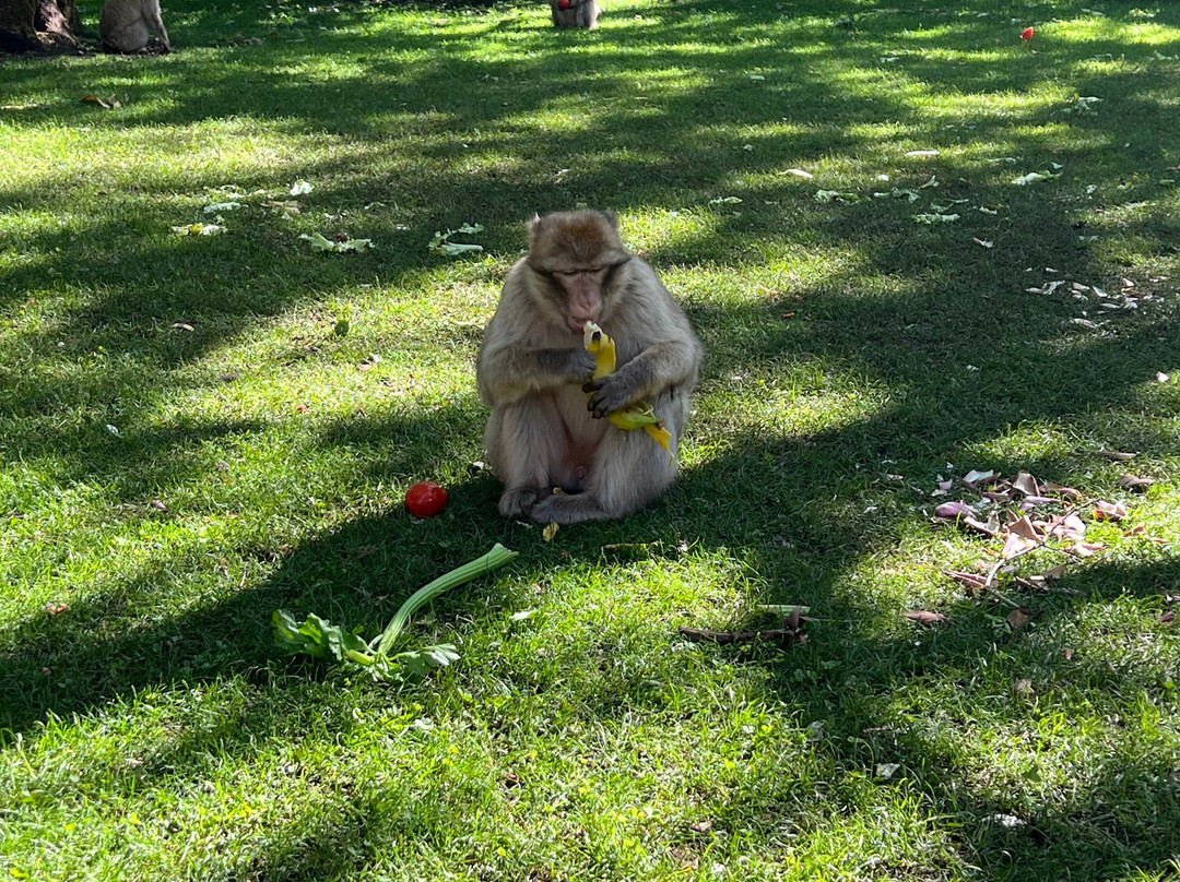 La Foret des Singes-罗卡马杜尔必去景点