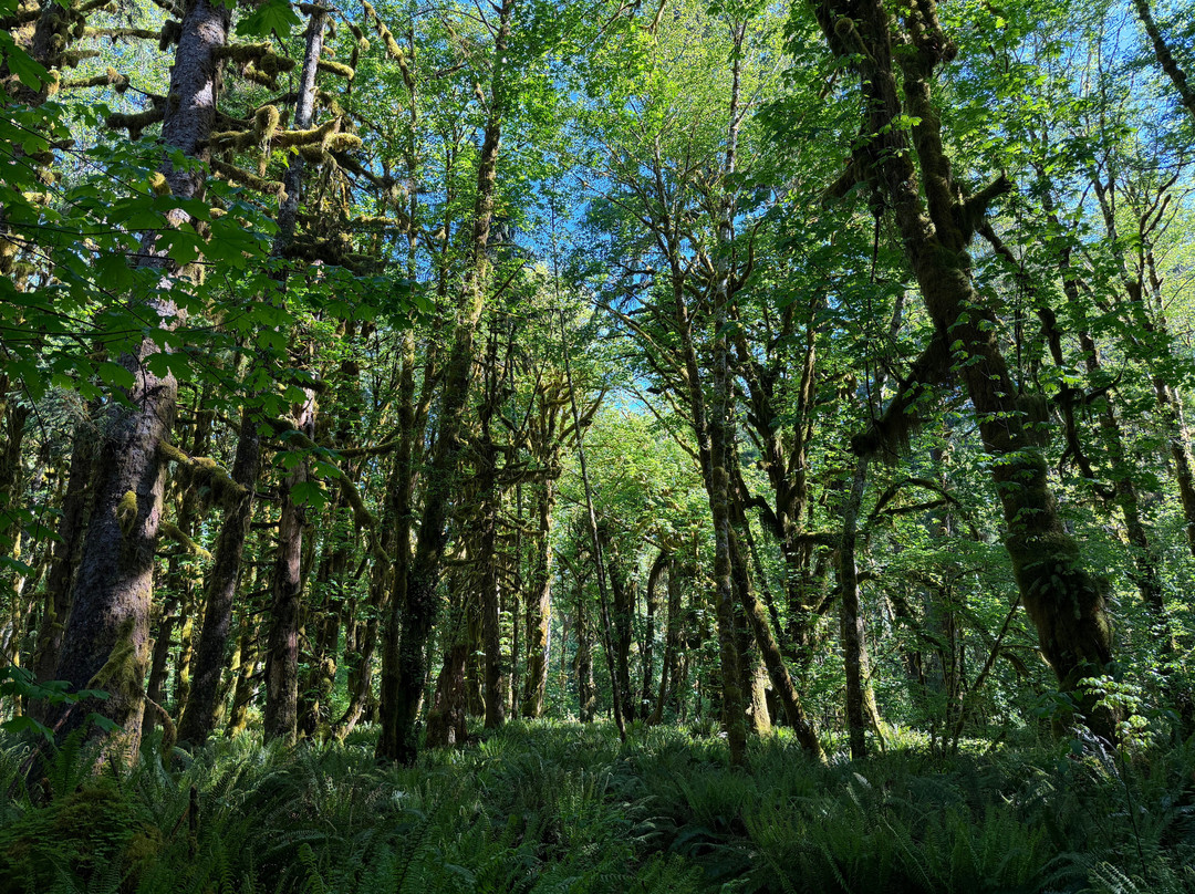 Quinault Rain Forest-奥林匹克国家公园必去景点