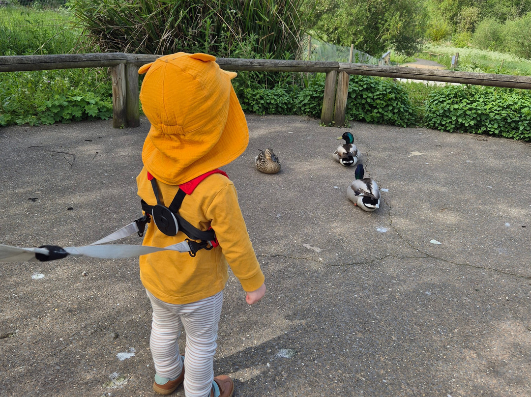 WWT Washington Wetland Centre-Washington必去景点