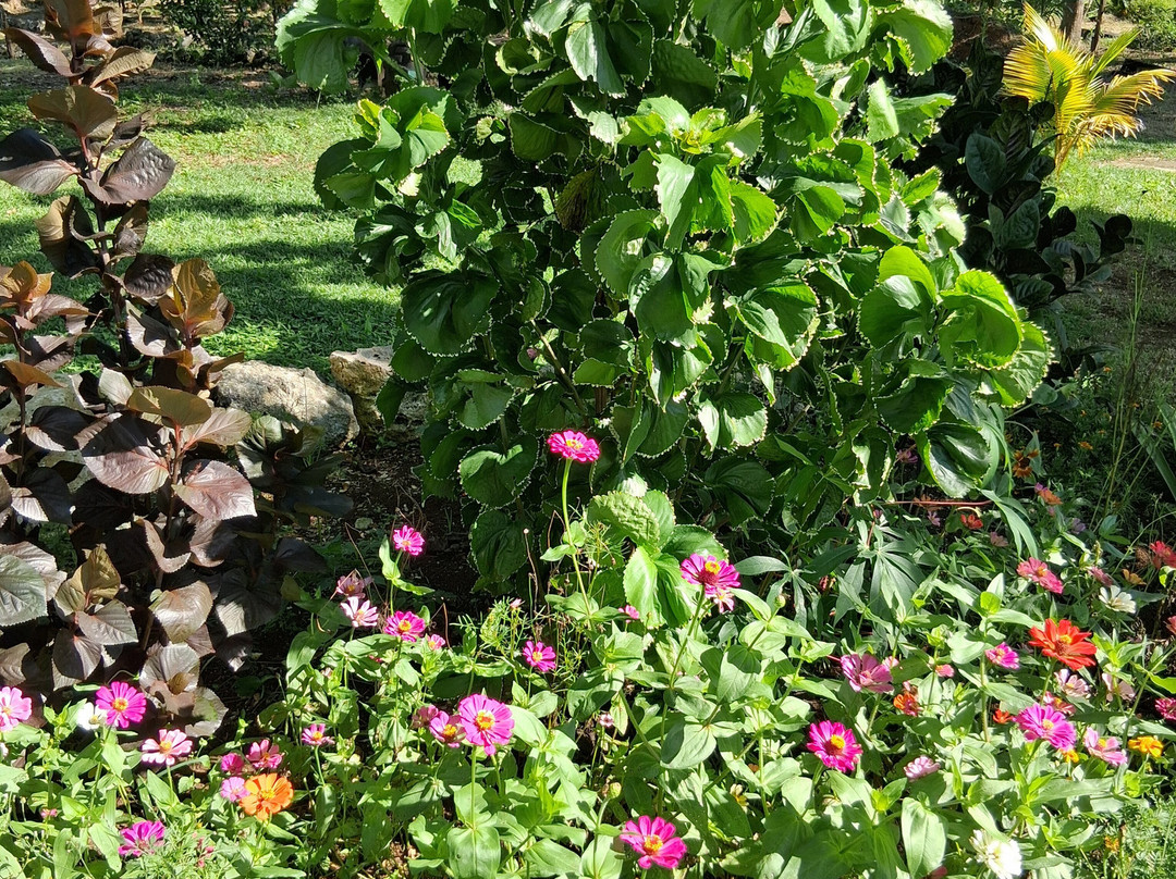Tafara Farm Jamaica-Little London必去景点