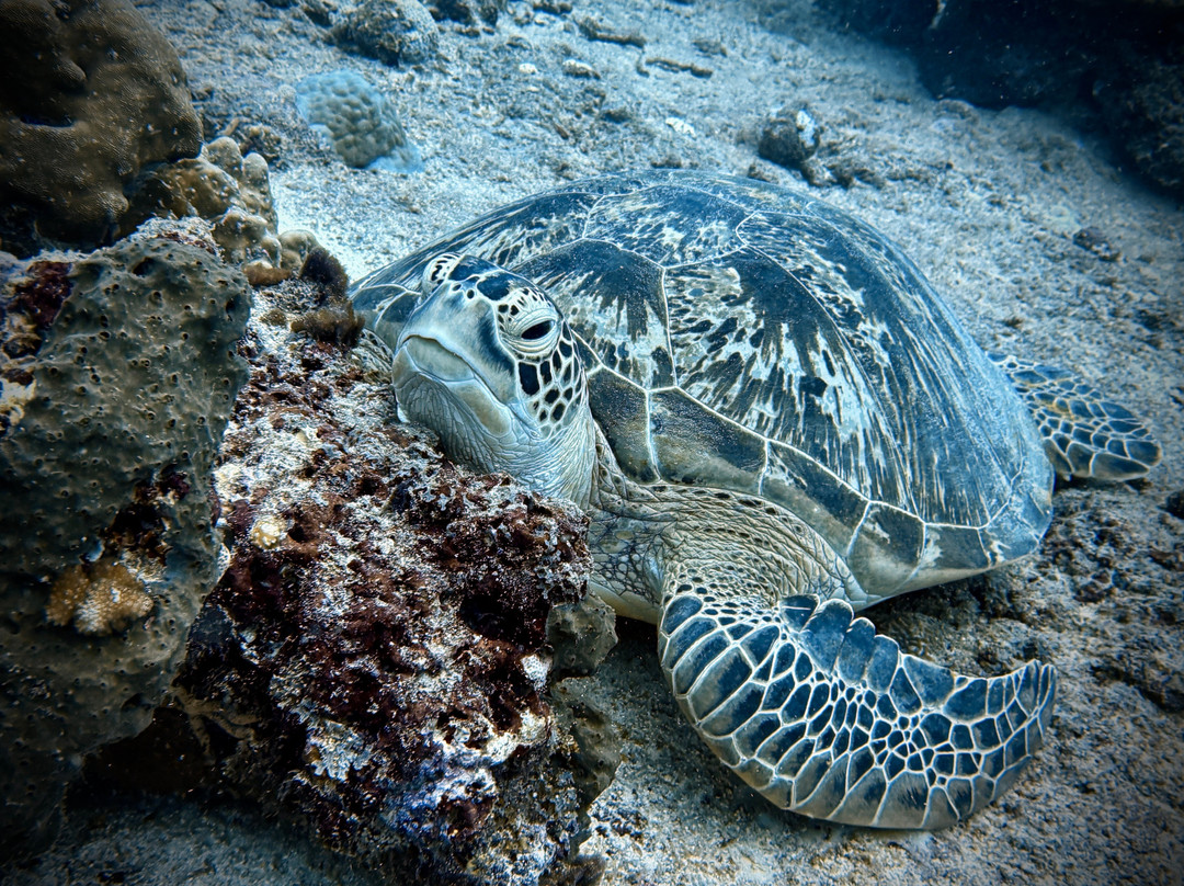 Pelagic Divers Fuvahmulah-Fuvahmulah必去景点
