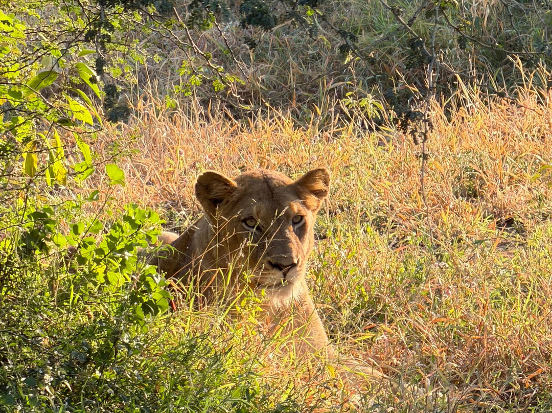 Southern Kruger Safaris-玛洛斯帕克必去景点