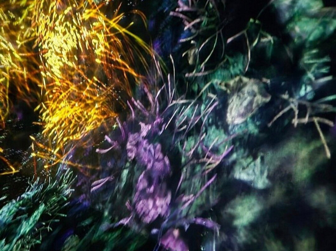 Teamlab Borderless Tokyo-港区必去景点