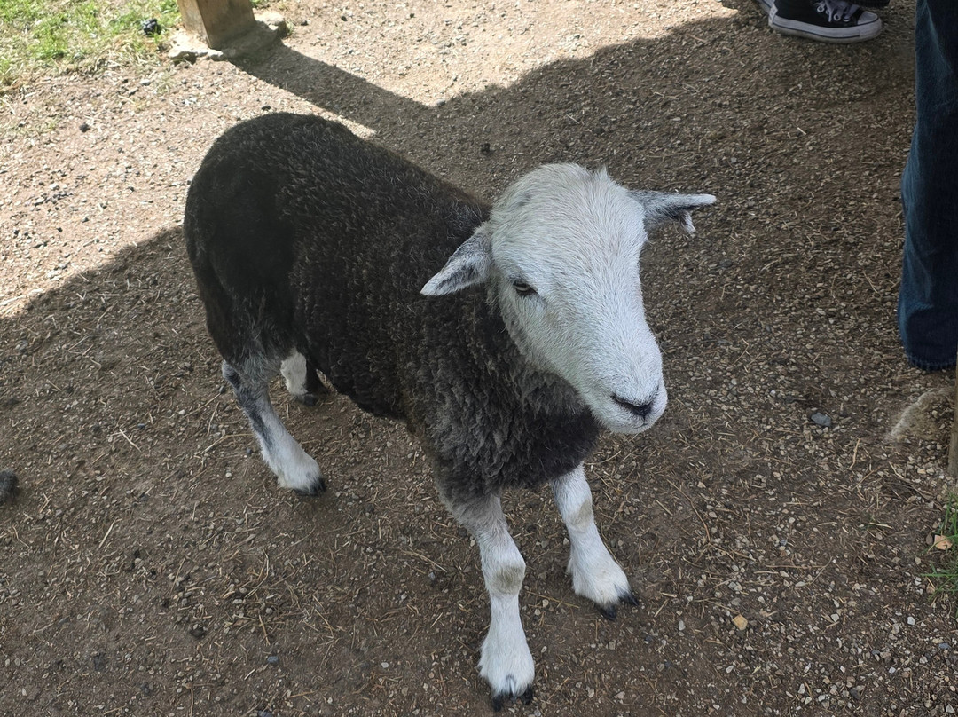 Sheep Smarts-Rathdrum必去景点