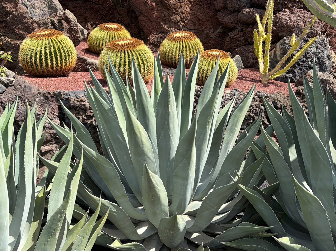 Jardin de Cactus-Guatiza必去景点