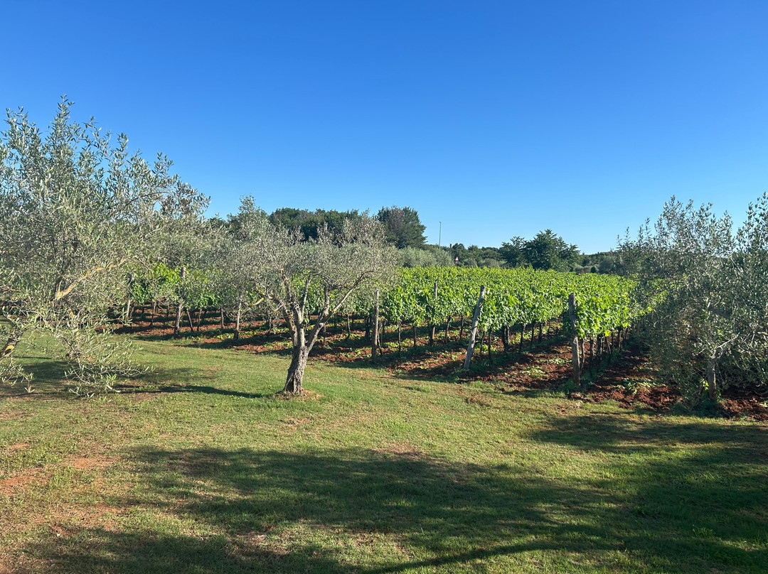 Mare Wines & Olive Oil