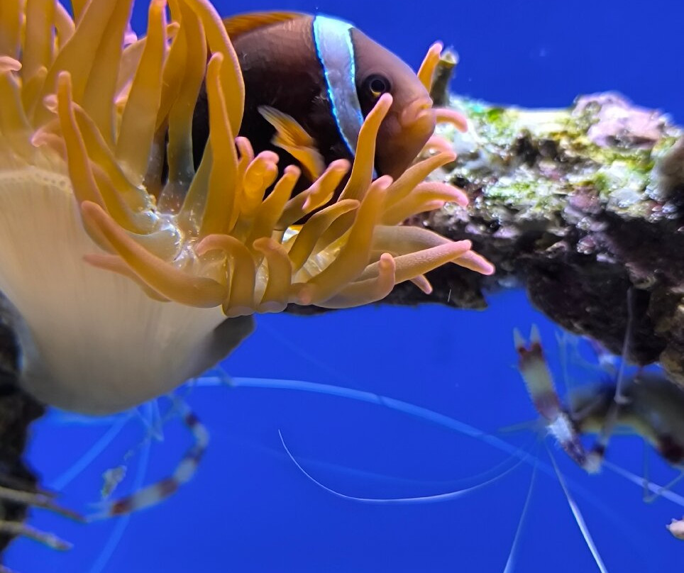 Aquarium de la Réunion-圣吉尔莱班必去景点