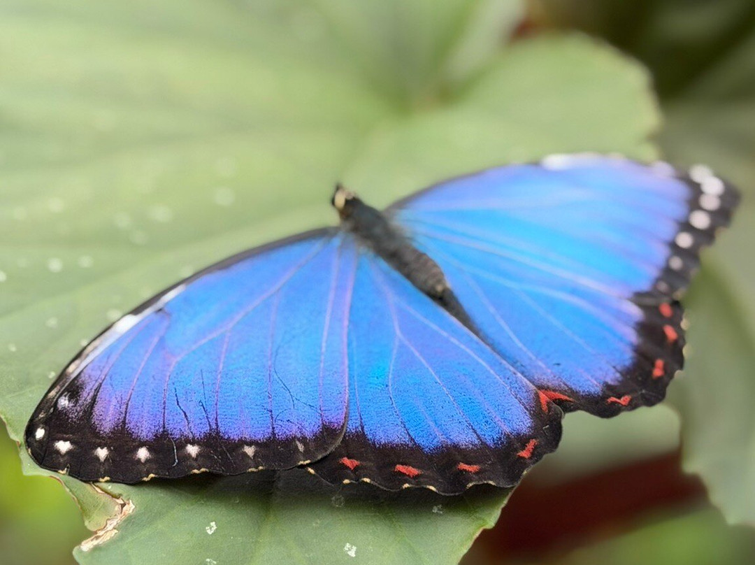 Seaforde Gardens and Tropical Butterfly House-Seaforde必去景点