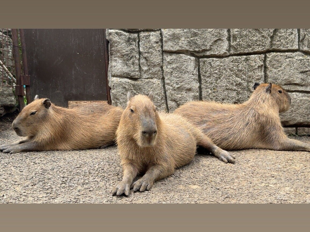 Izu Shaboten Zoo-伊东市必去景点