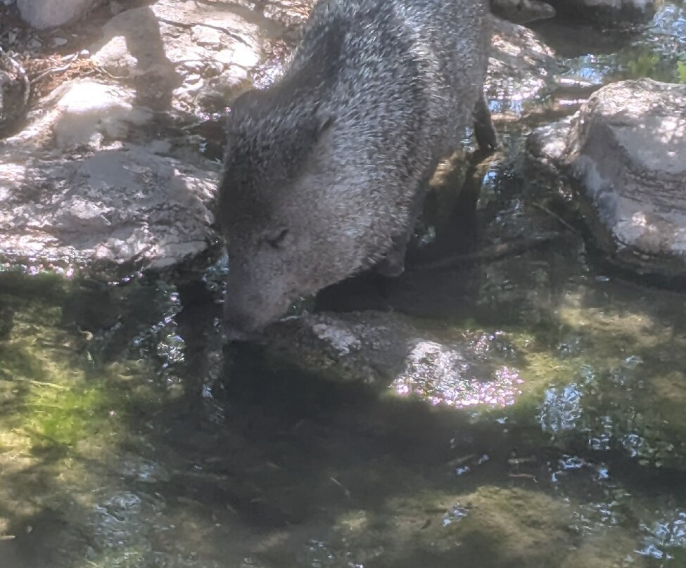 Living Desert Zoo and Gardens State Park-卡尔斯巴德必去景点
