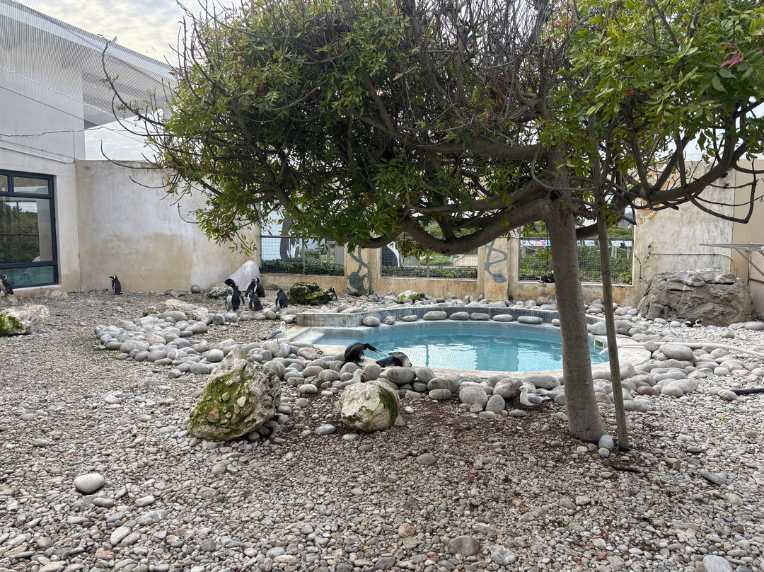 African Penguin & Seabird Sanctuary-干斯拜必去景点
