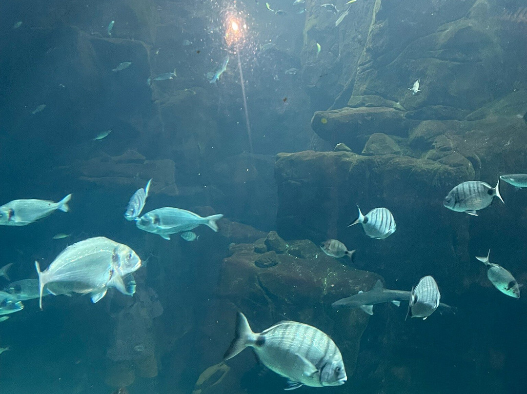Aquario da Madeira-莫尼什港必去景点