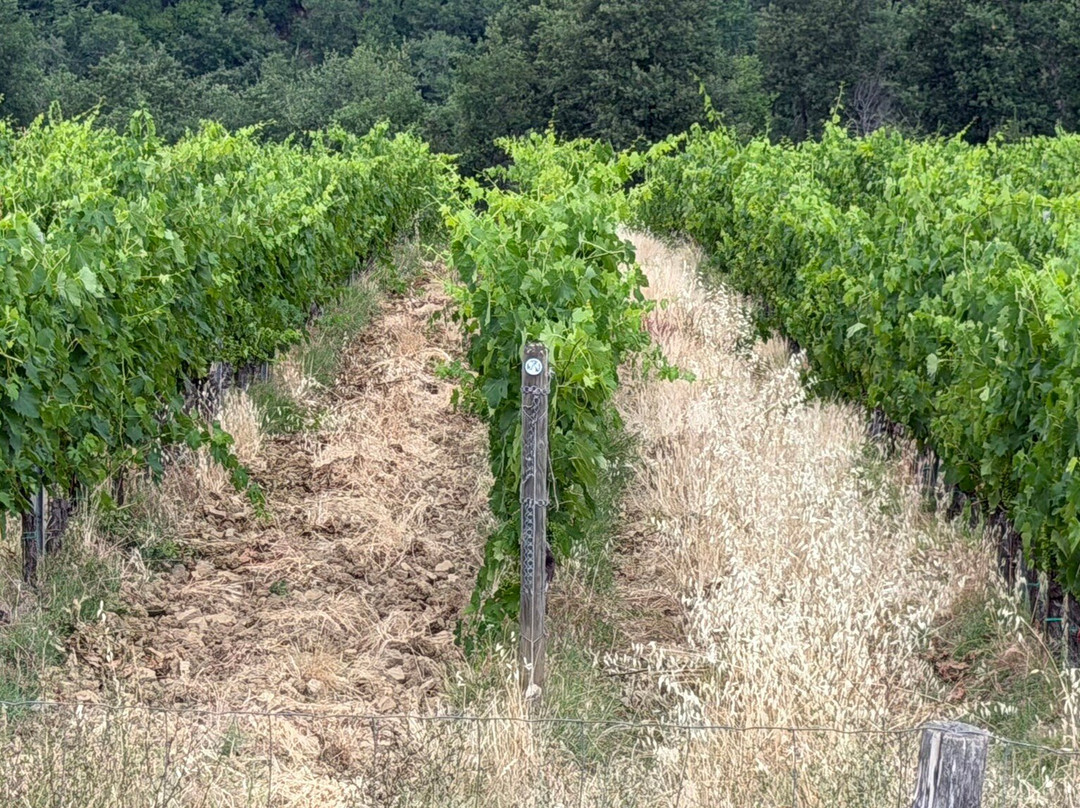 Tenuta Piecorto