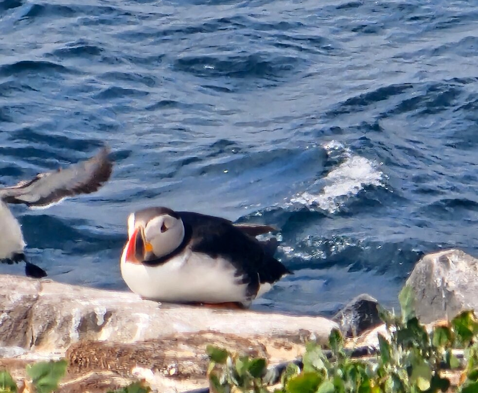 Serenity Farne Island Boat Tours-Seahouses必去景点