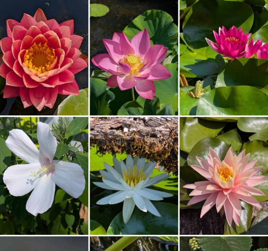 Les Jardins D'eau-Carsac-Aillac必去景点