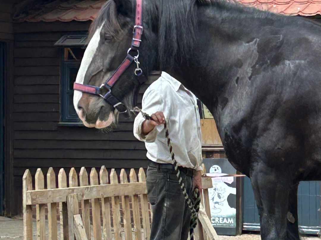Dorset Heavy Horse Farm Park-Verwood必去景点
