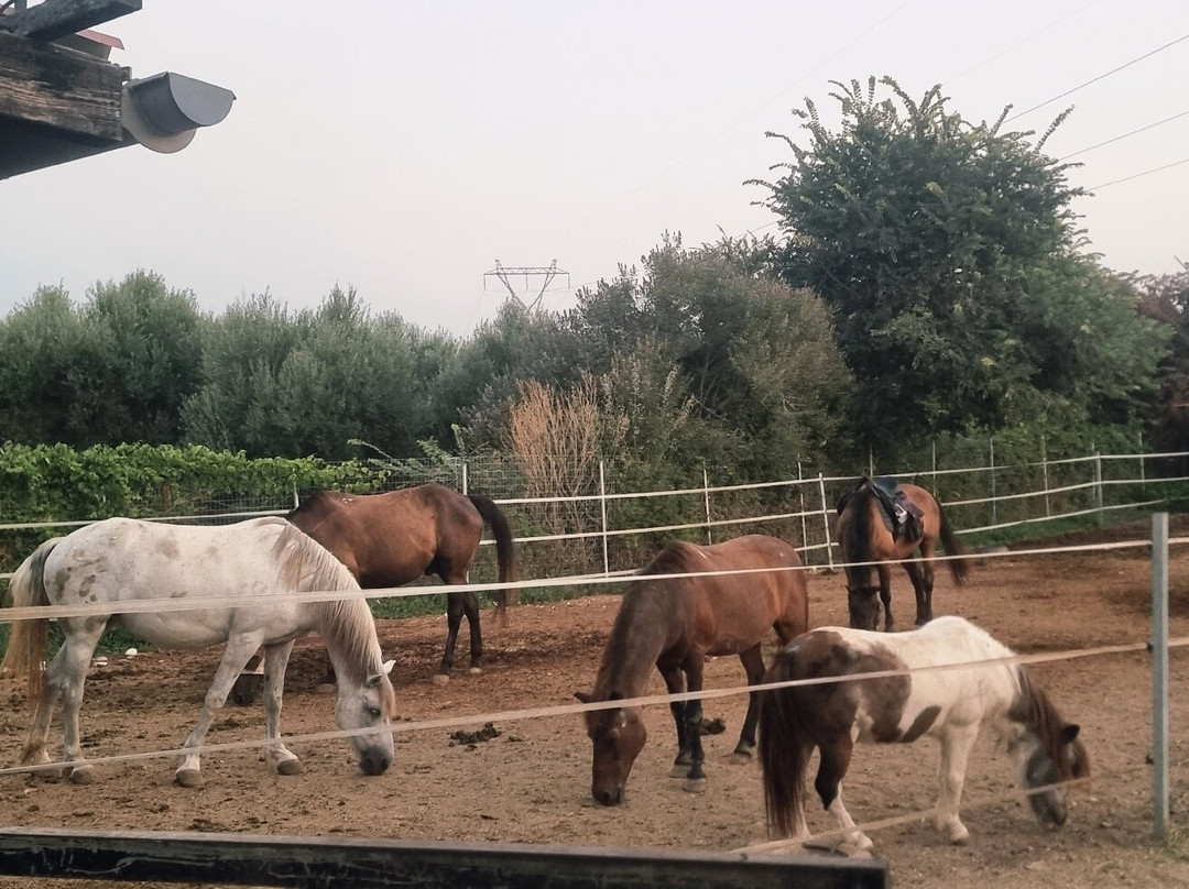 Zoraida's Horse Riding-Paralia Kourna必去景点