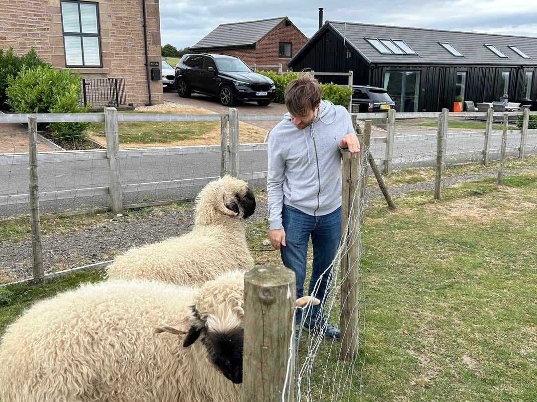 Meadowcroft Farm Alpacas-Bury必去景点