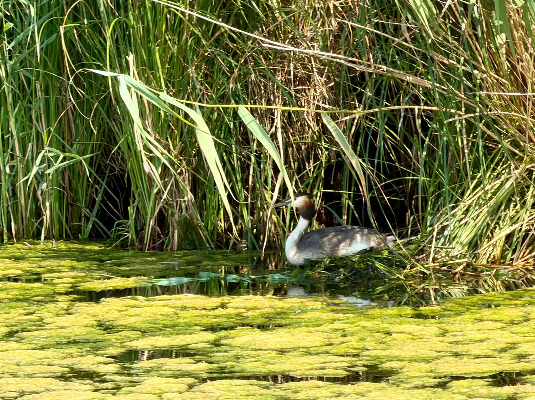 National Park De Biesbosch-Drimmelen必去景点