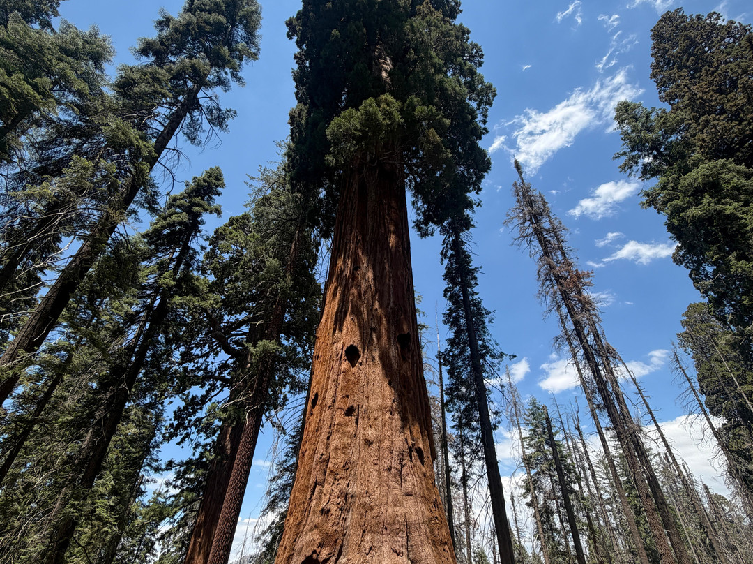 Sequoia National Park-维塞利亚必去景点