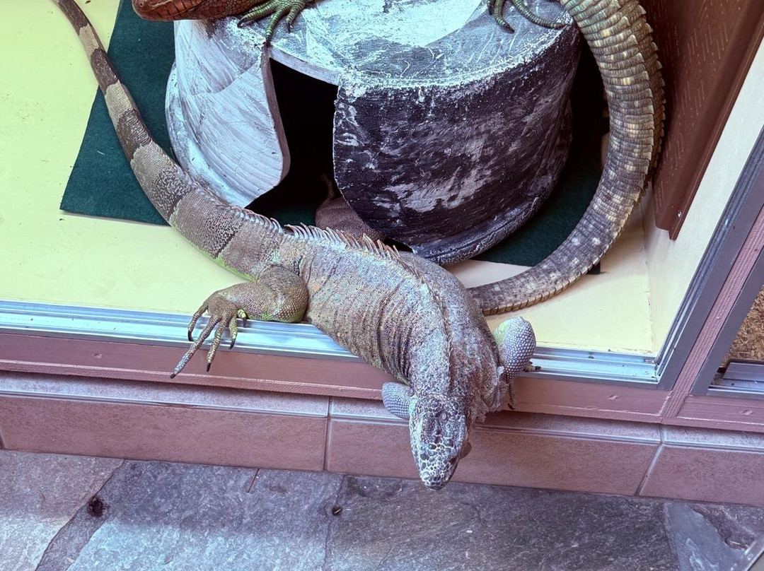 Aquaworld Aquarium & Reptile Rescue Centre-赫索尼索斯必去景点