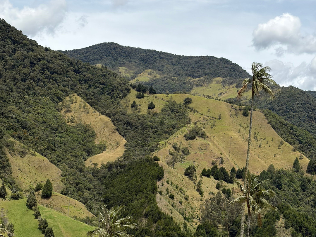 Valle del Cocora-萨伦托必去景点