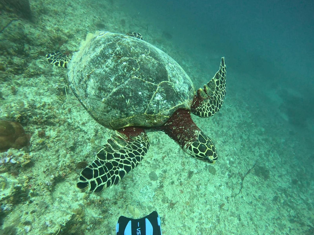 Blue Marlin Dive Gili Air-Gili Air必去景点