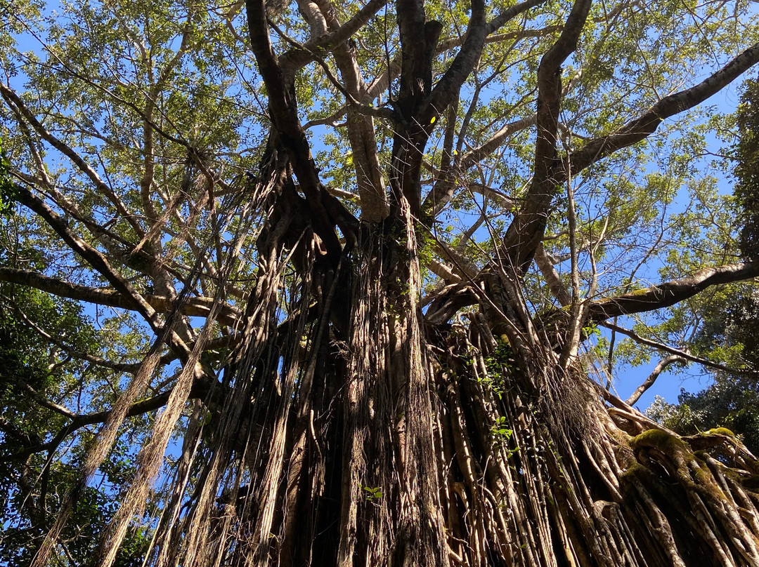 Cathedral Fig Tree-Yungaburra必去景点