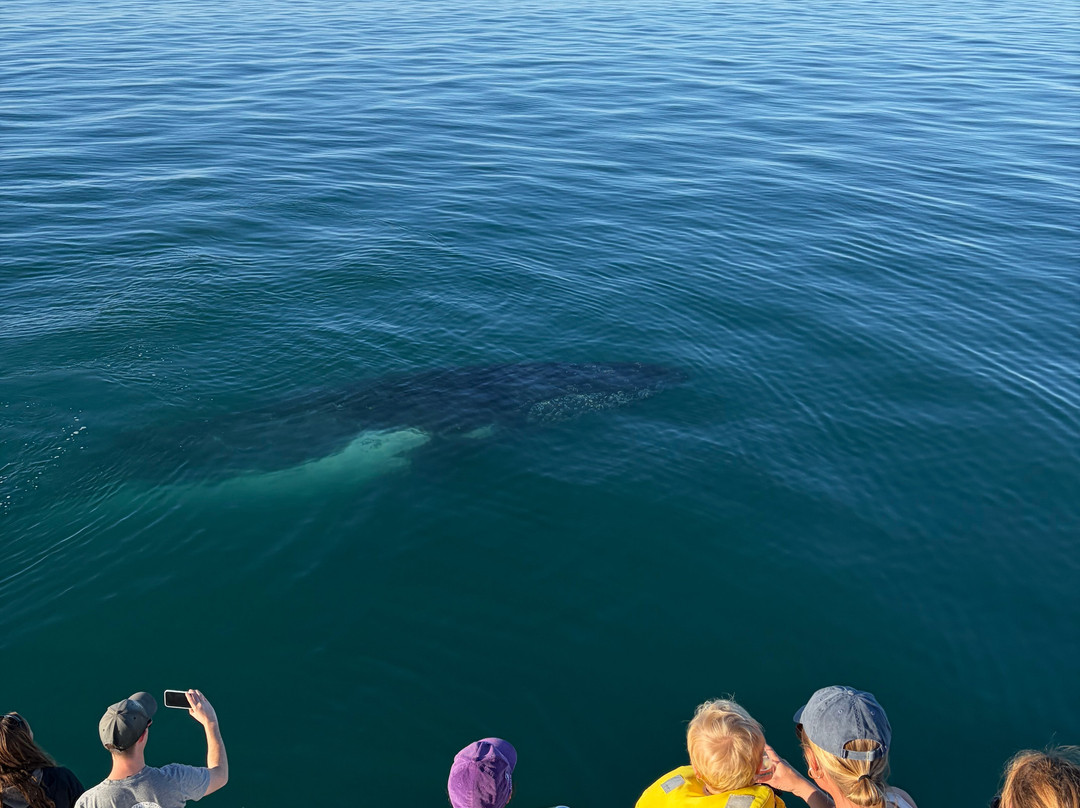 Ningaloo Discovery Whale Shark Tours-埃克斯茅斯必去景点