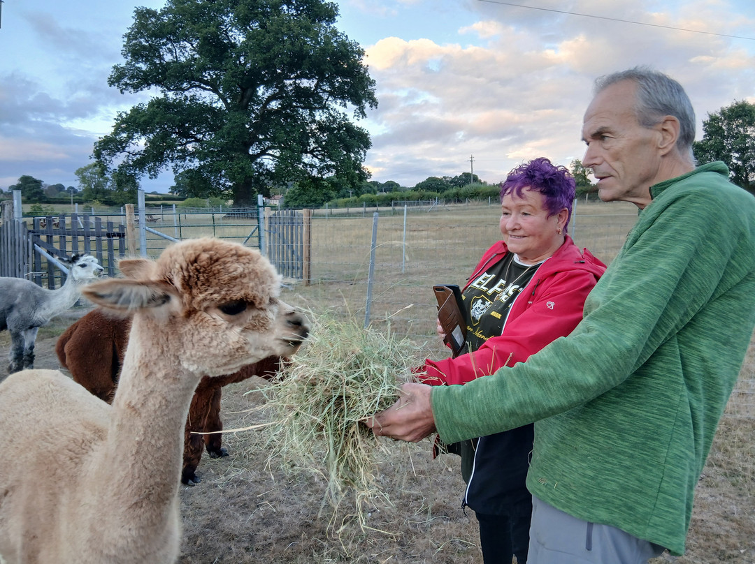 Reservoir Alpacas-Chard必去景点