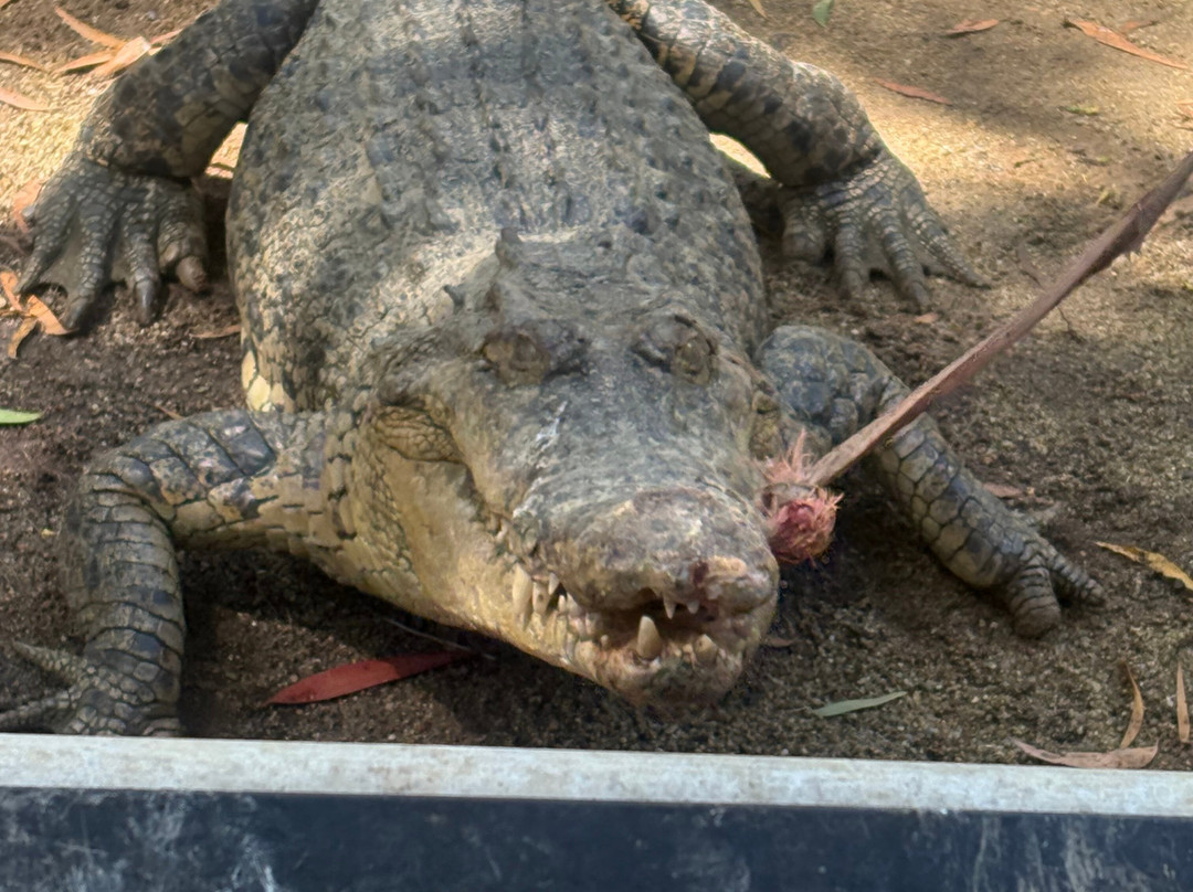 Hartley's Crocodile Adventures-Wangetti必去景点