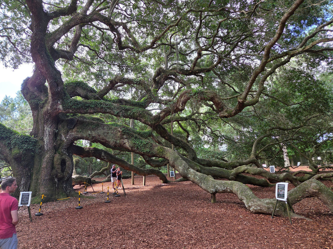 Angel Oak Tree-Johns Island必去景点