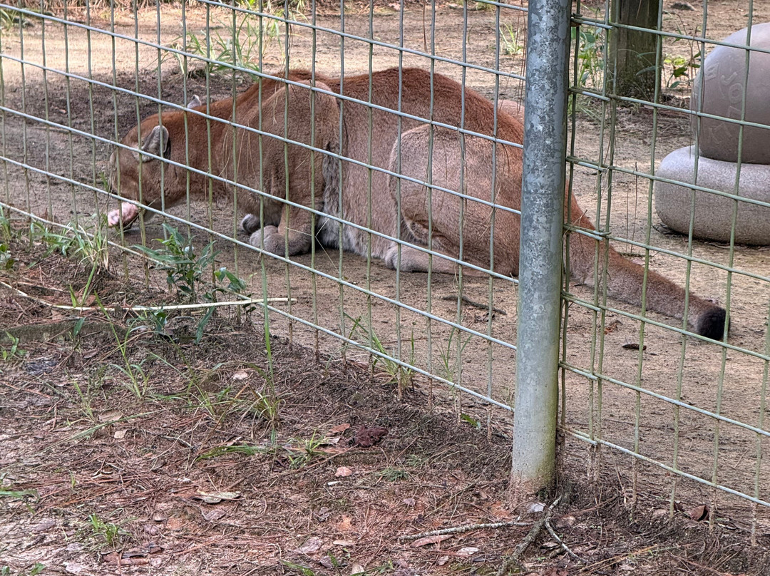 Carson Springs Wildlife Conservation Foundation-盖恩斯维尔必去景点