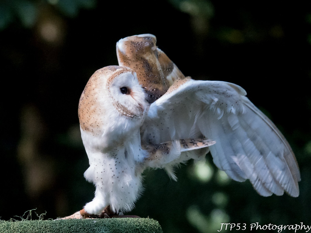 Loch Lomond Bird Of Prey Centre-Balloch必去景点