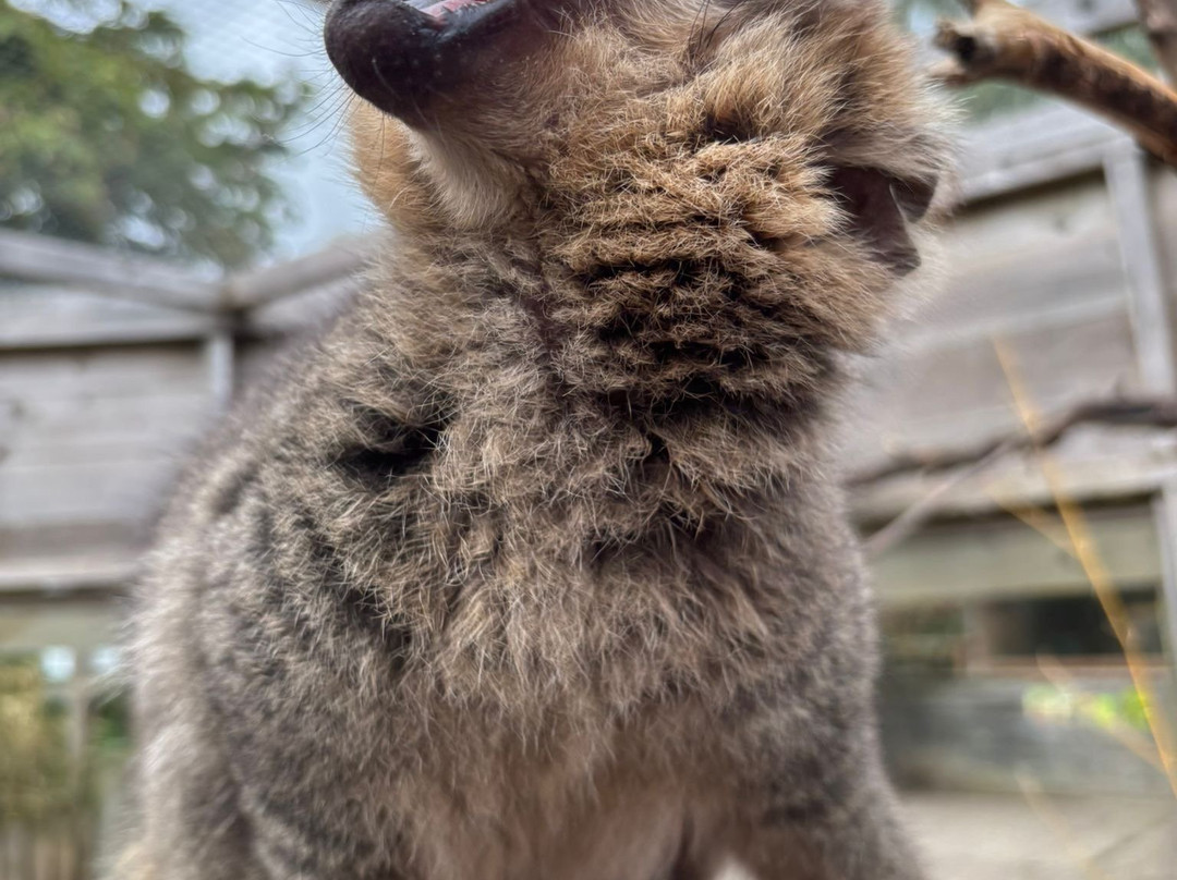Exotic Zoo Wildlife Park + Natural History & Dino Museum-特尔福德必去景点