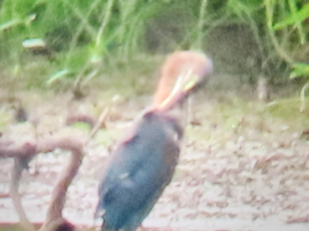Holla Bend National Wildlife Refuge-Dardanelle必去景点