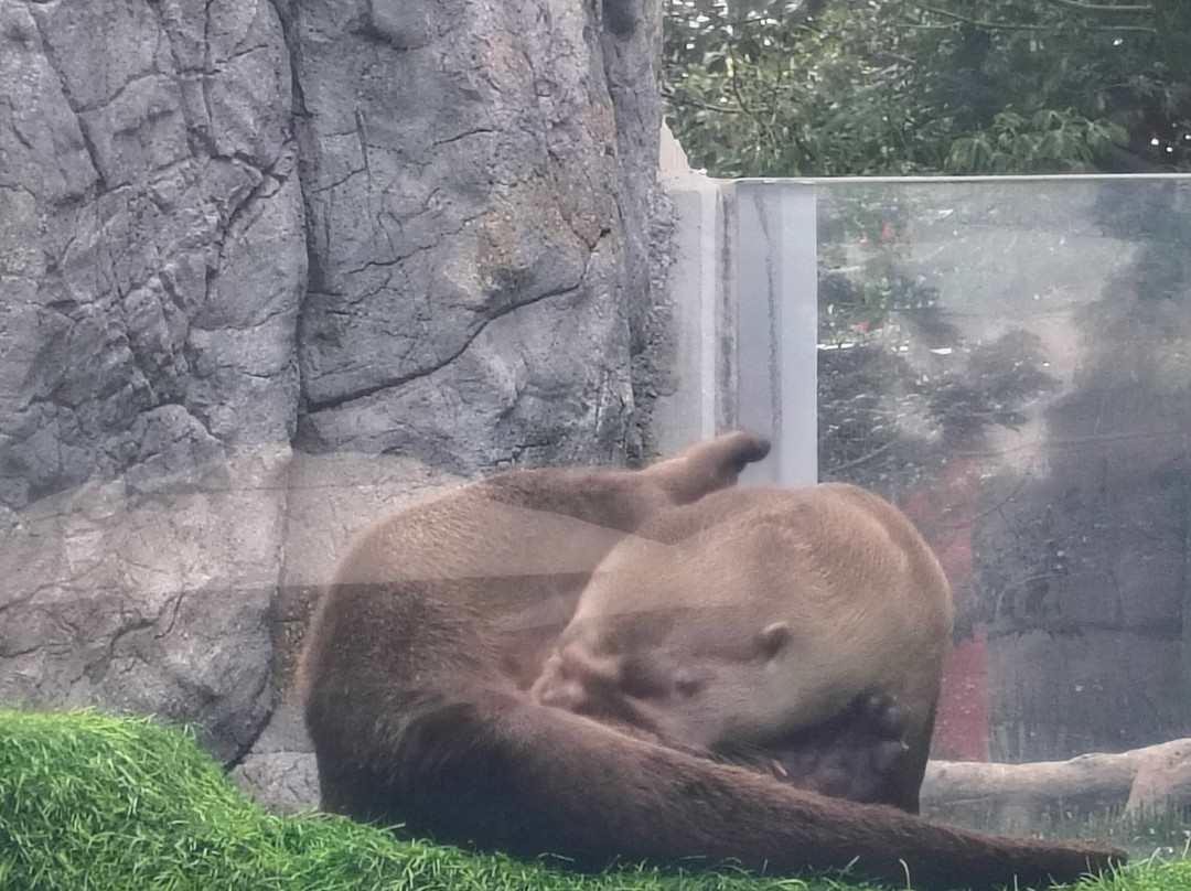 Acuario Michin Guadalajara-瓜达拉哈拉必去景点