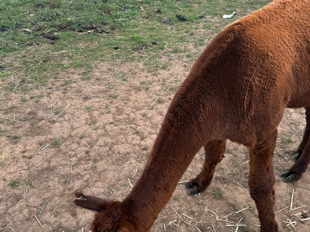 Lucky Tails Alpaca Farm-Atherstone必去景点
