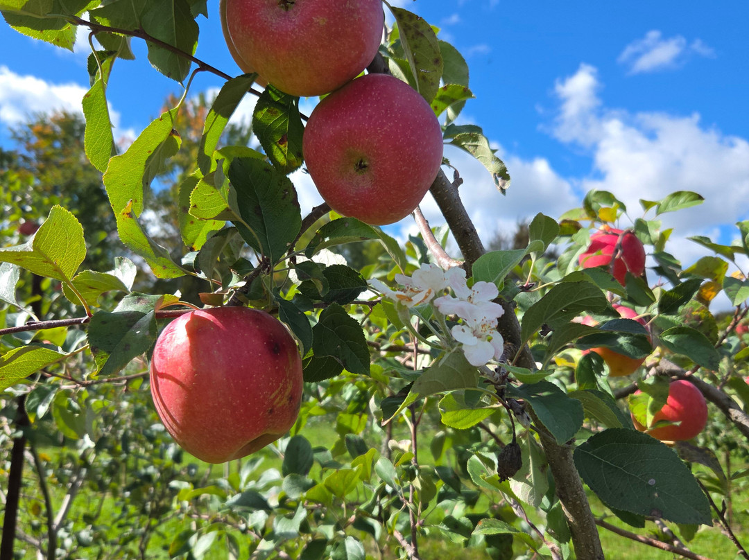 Eddy Fruit Farm-Chesterland必去景点