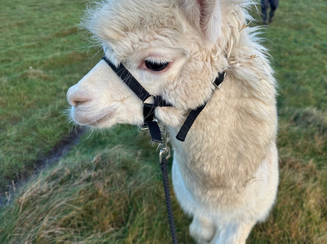 Portally Alpaca Trail-Dunmore East必去景点