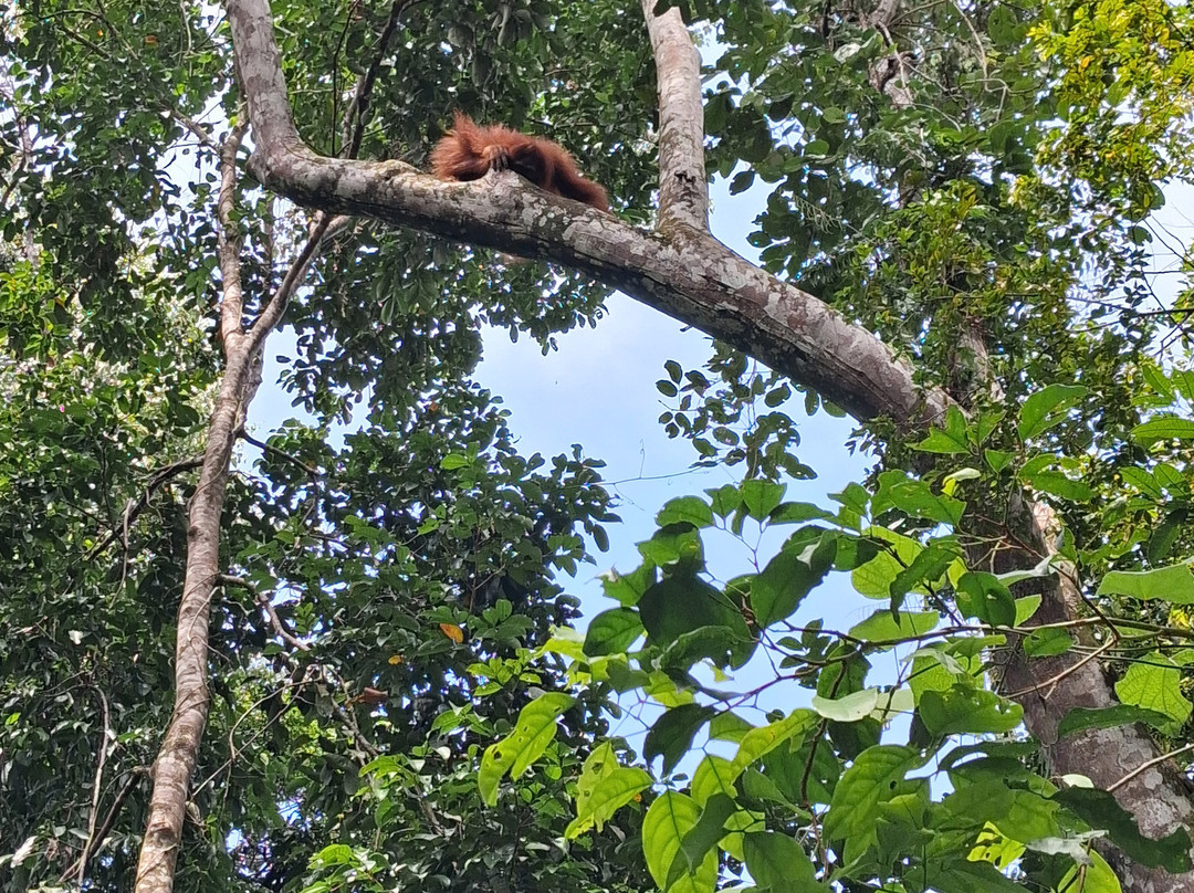 Sumatra Orangutan Explore-武吉拉旺必去景点