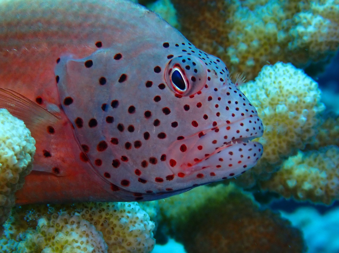 Hanimaadhoo Dive and Watersports-哈霓玛阿都必去景点