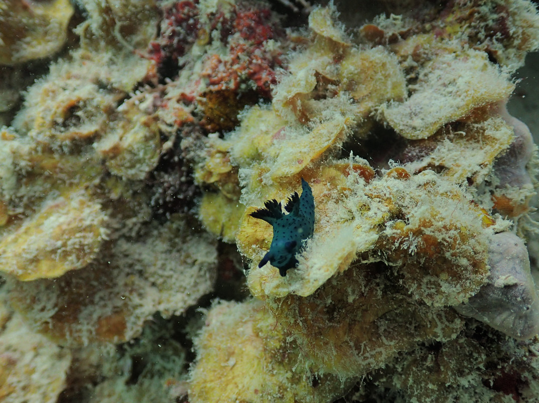 Mafia Island Diving-马菲亚岛必去景点