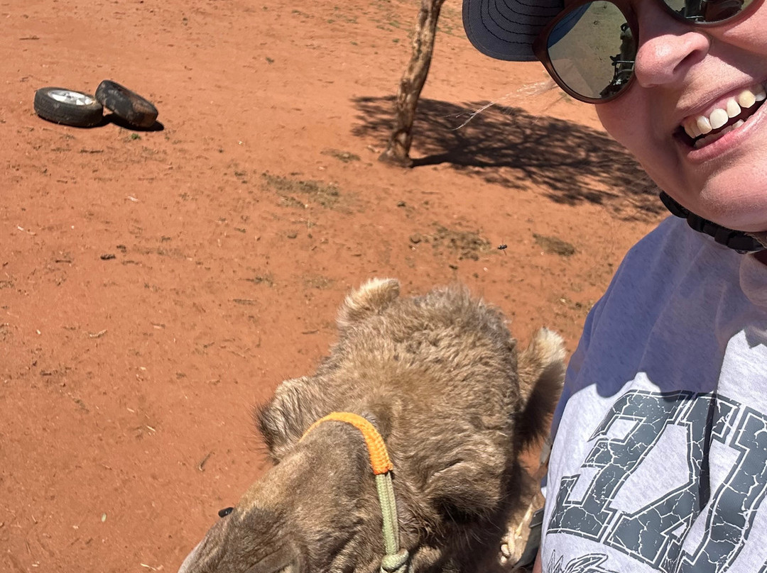 Silverton Outback Camels-Silverton必去景点