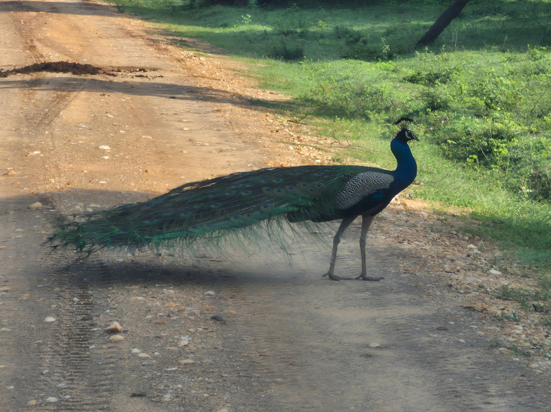 Tony Sri Lanka Tours-亚洪加拉必去景点