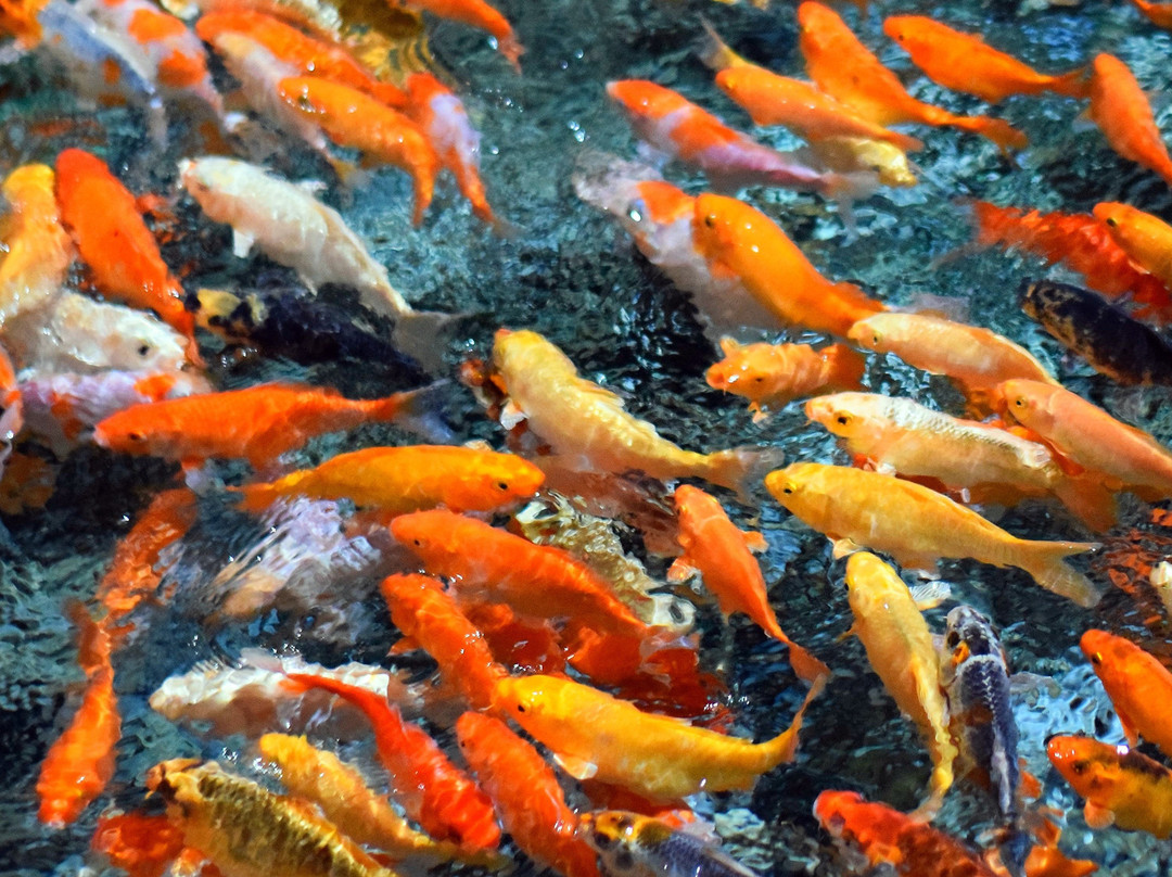 Sochi Discovery World Aquarium-Kurortny Gorodok必去景点