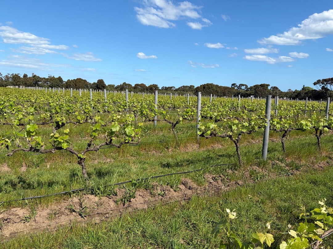 Banks Road Vineyard